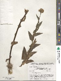 Senecio triangularis image