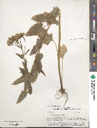 Senecio triangularis image