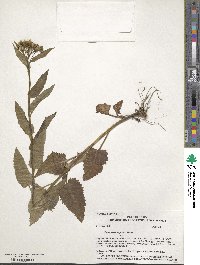 Senecio triangularis image