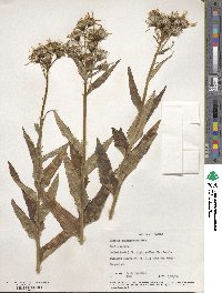 Senecio triangularis image