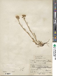 Packera tridenticulata image