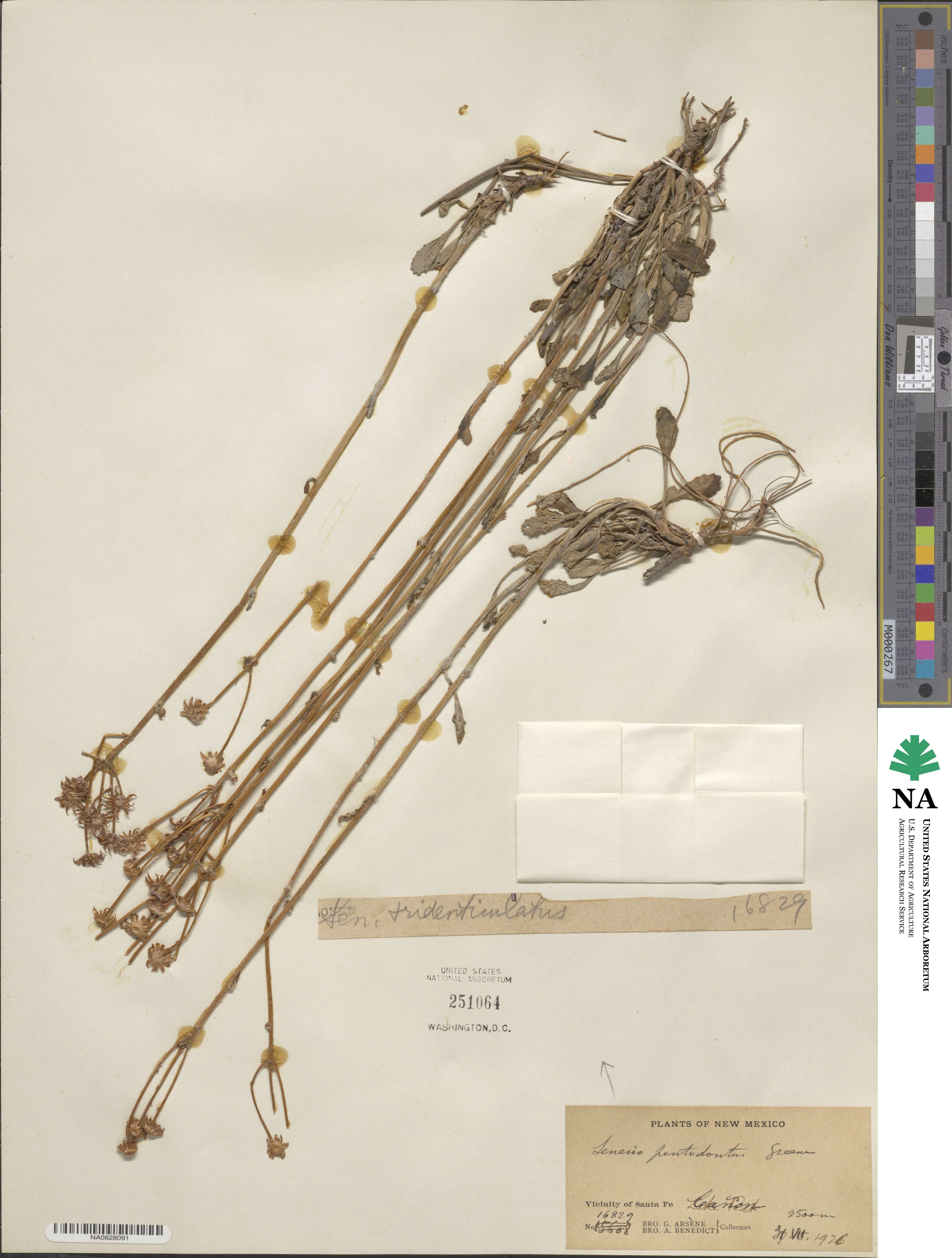 Packera tridenticulata image