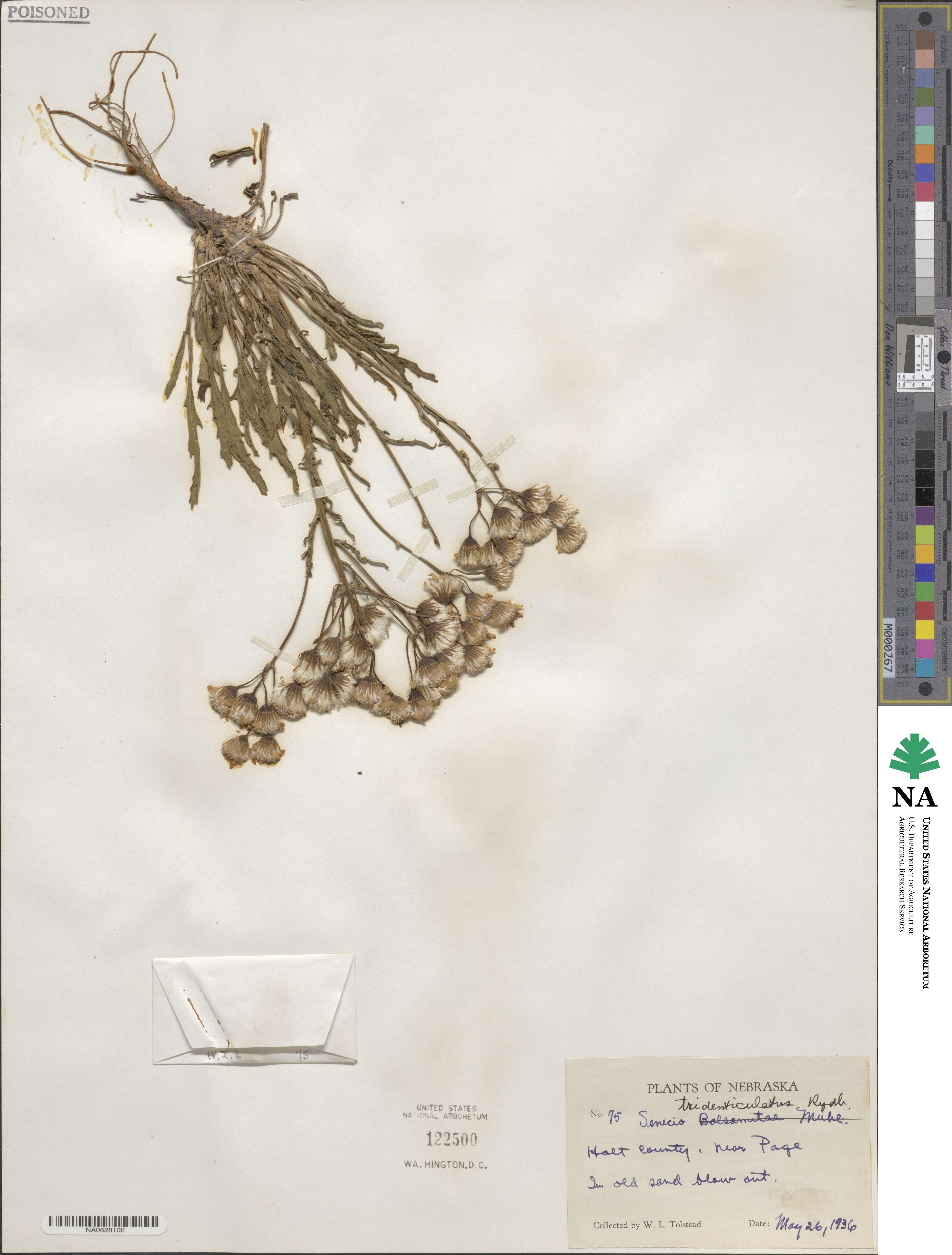 Packera tridenticulata image