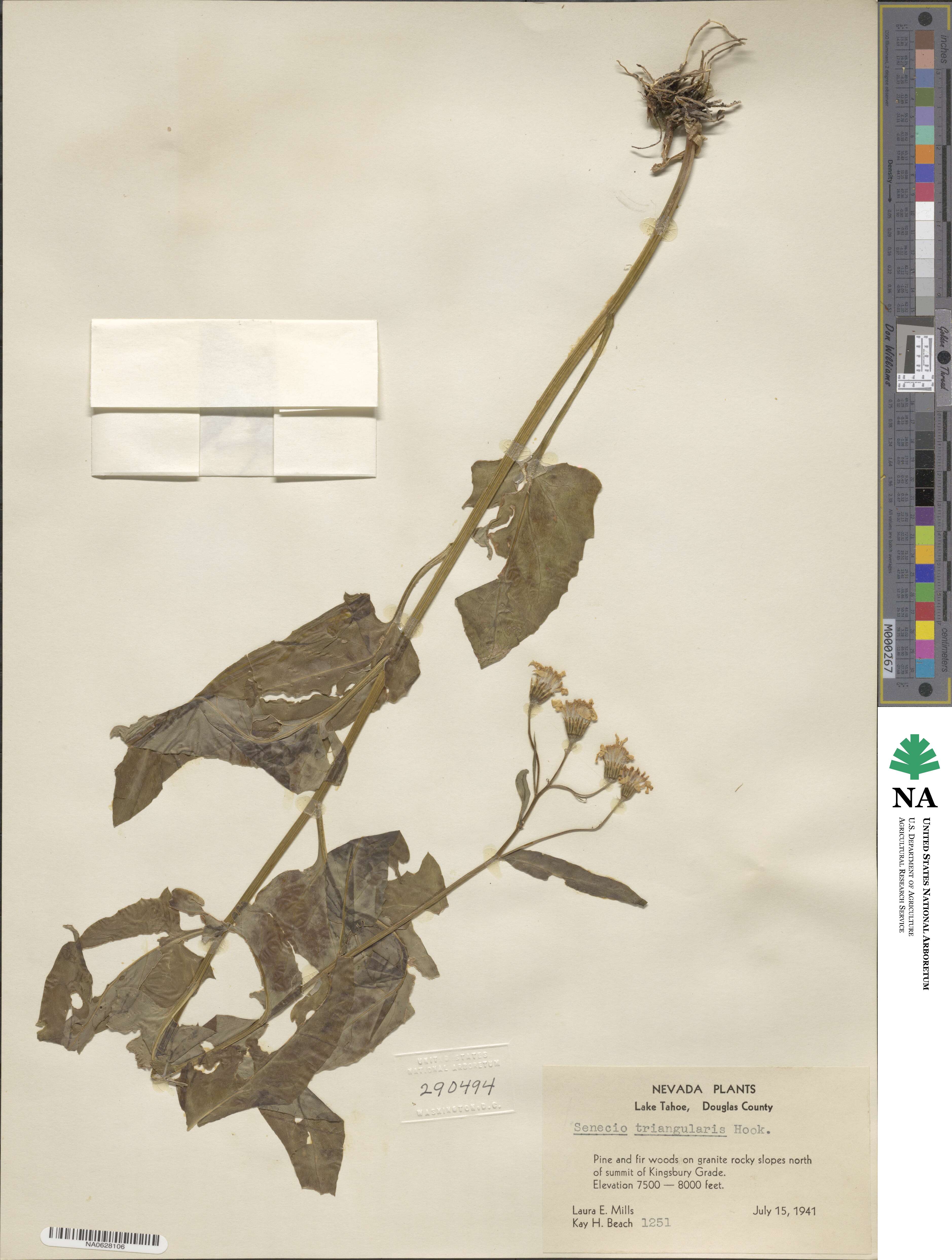 Senecio triangularis image