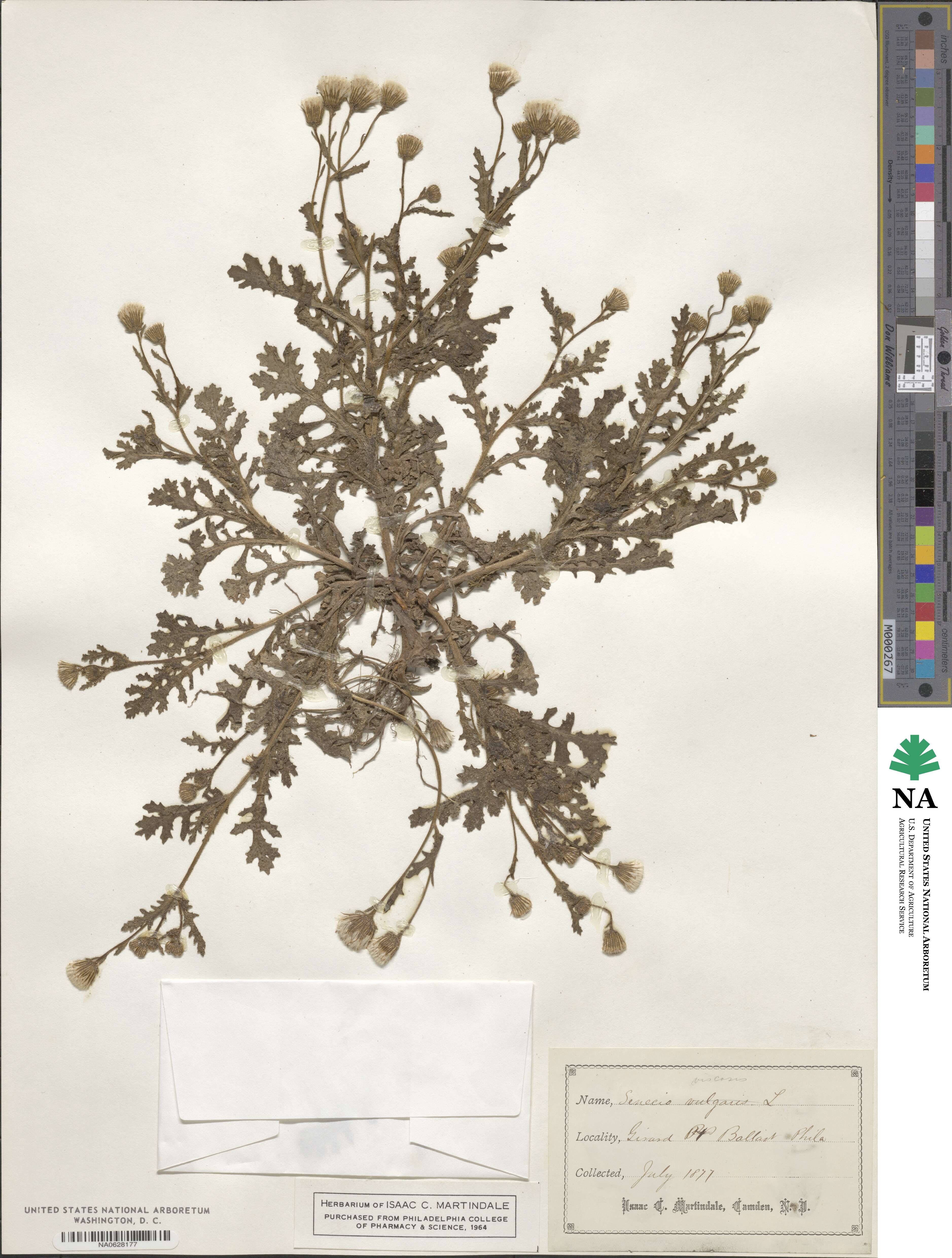 Senecio viscosus image