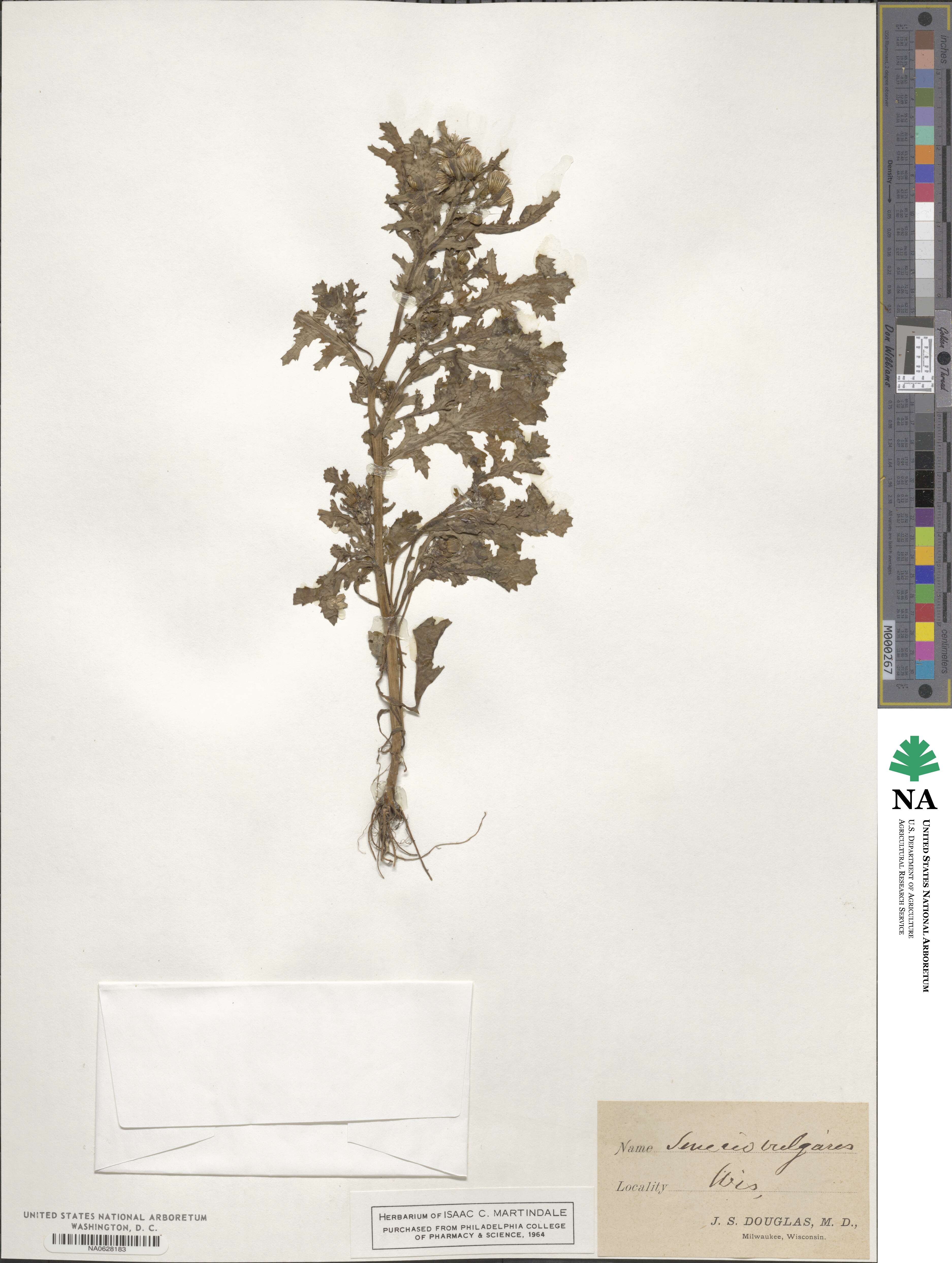 Senecio vulgaris image