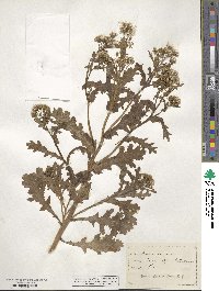 Senecio vulgaris image