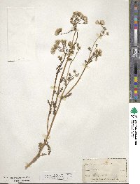 Senecio vulgaris image