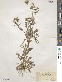 Senecio vulgaris image