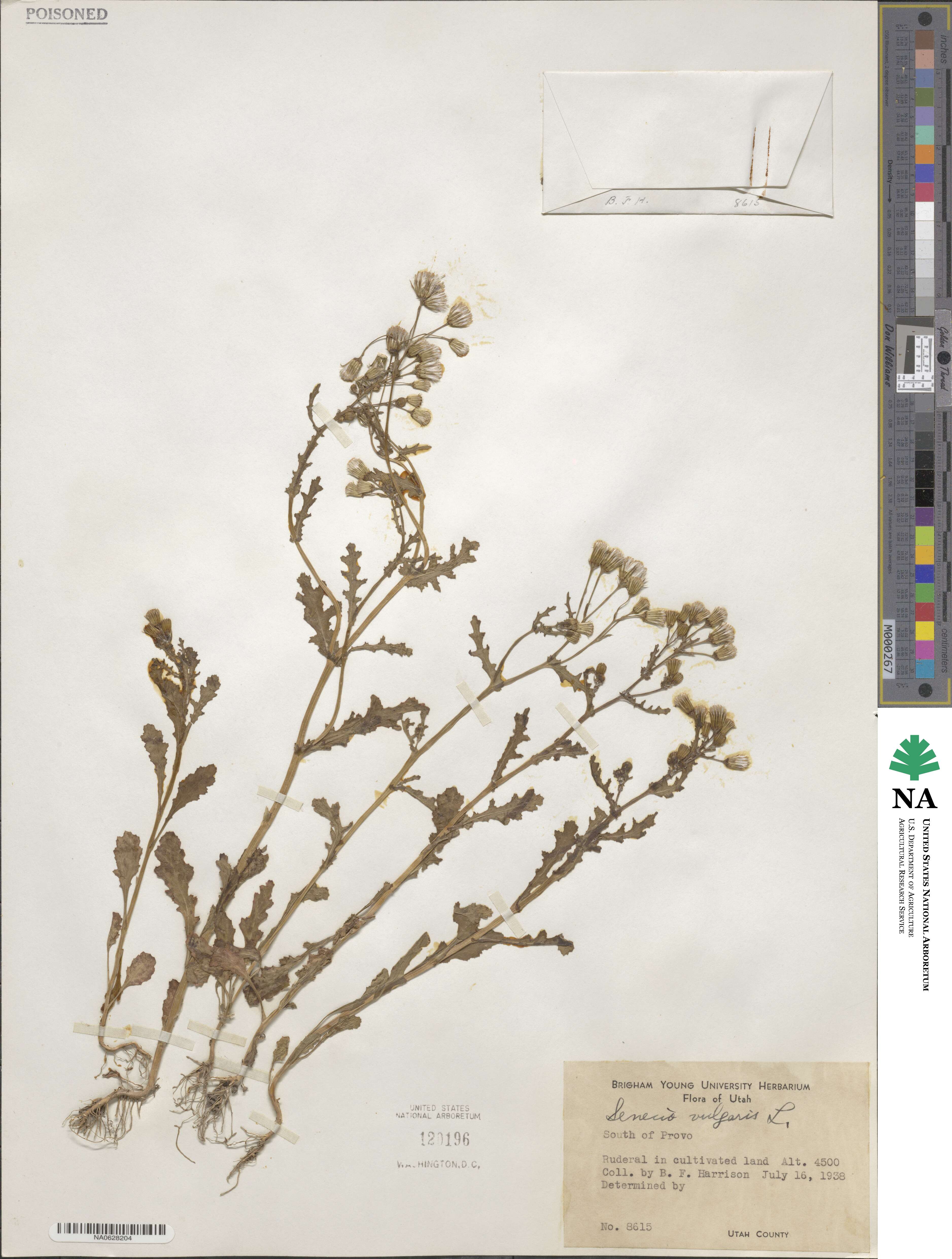 Senecio vulgaris image