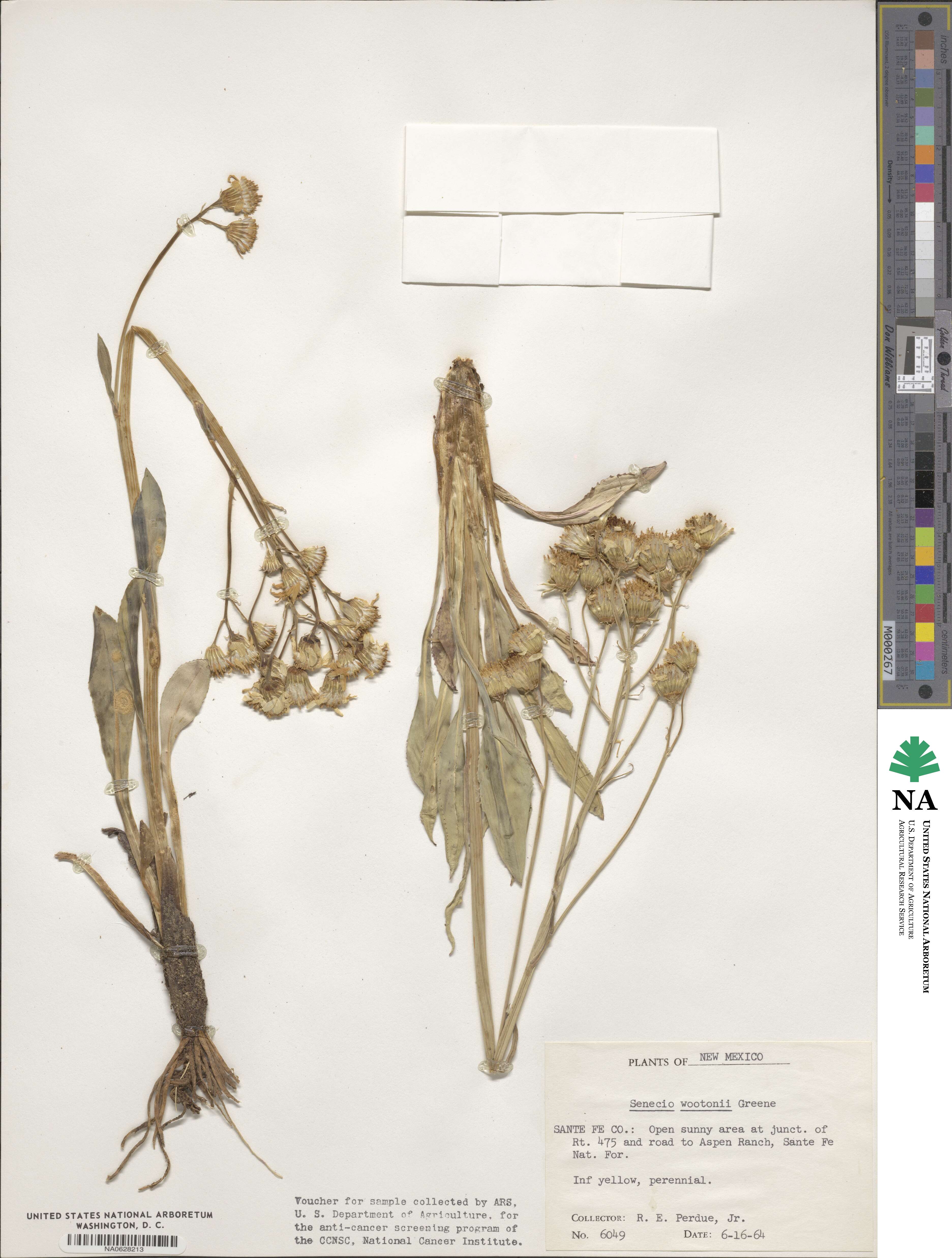 Senecio wootonii image