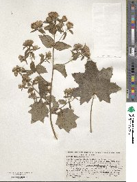 Roldana angulifolia image