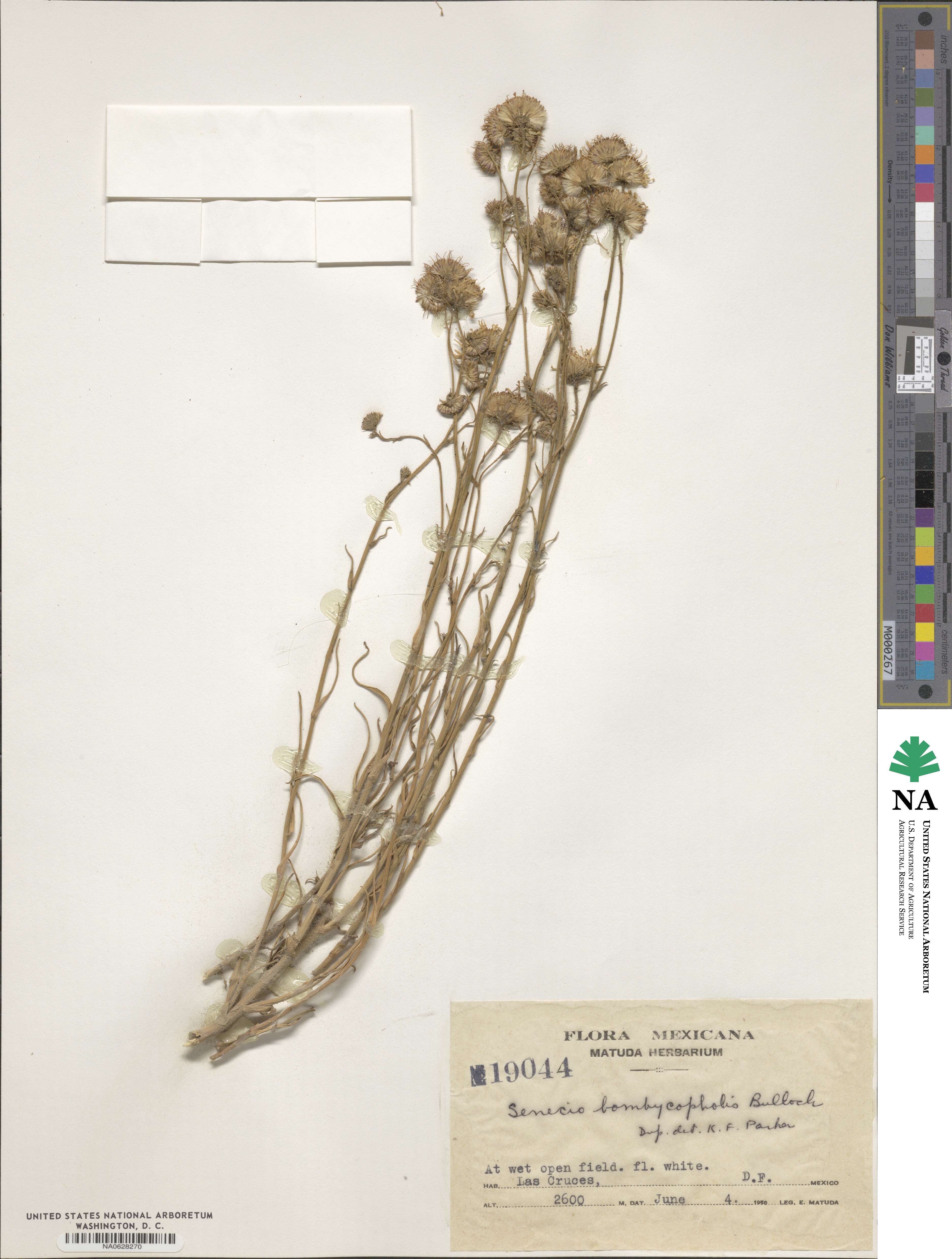 Pittocaulon bombycophole image