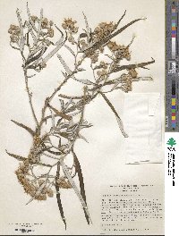 Senecio cinerarioides image