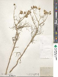 Senecio flaccidus image