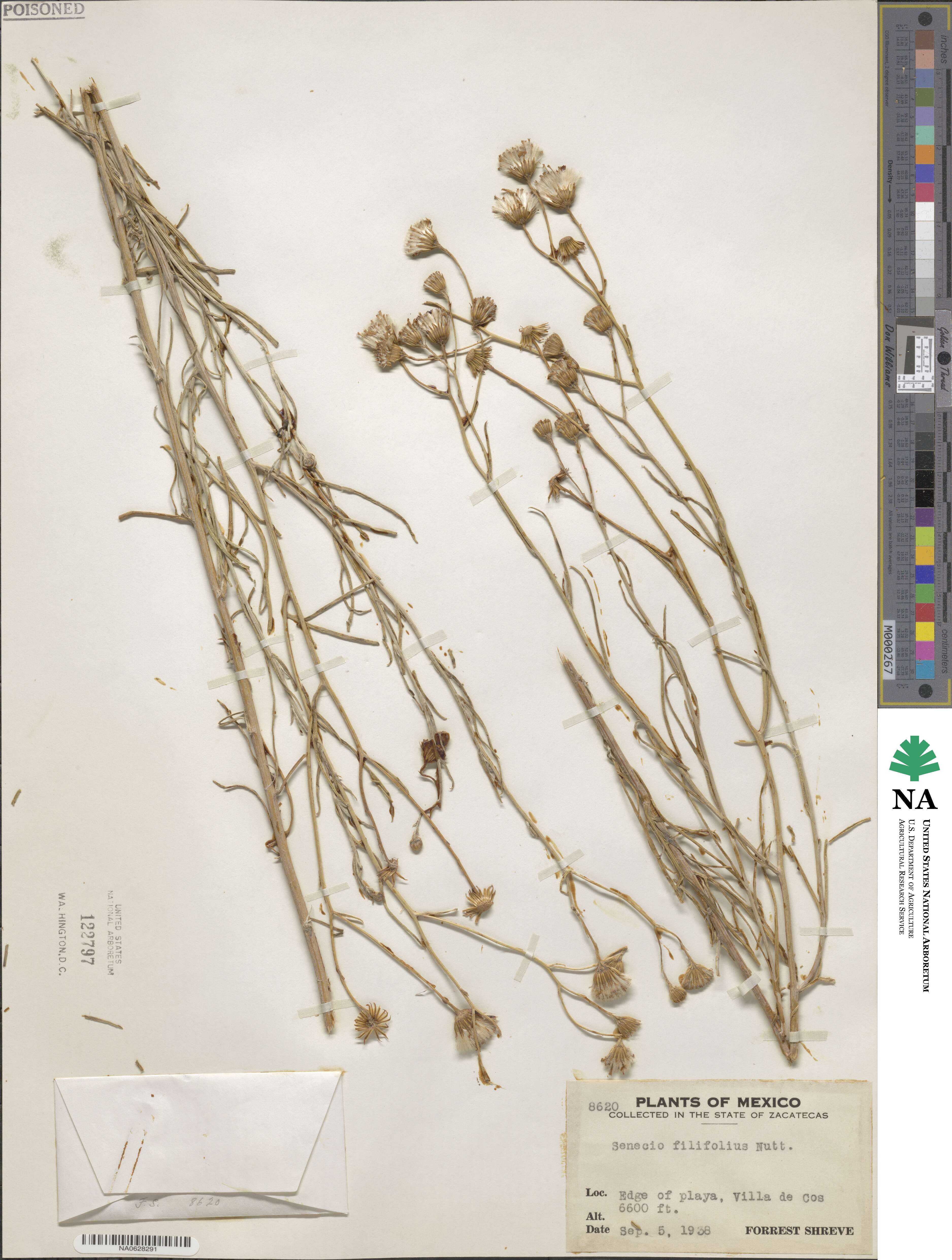 Senecio filifolius image