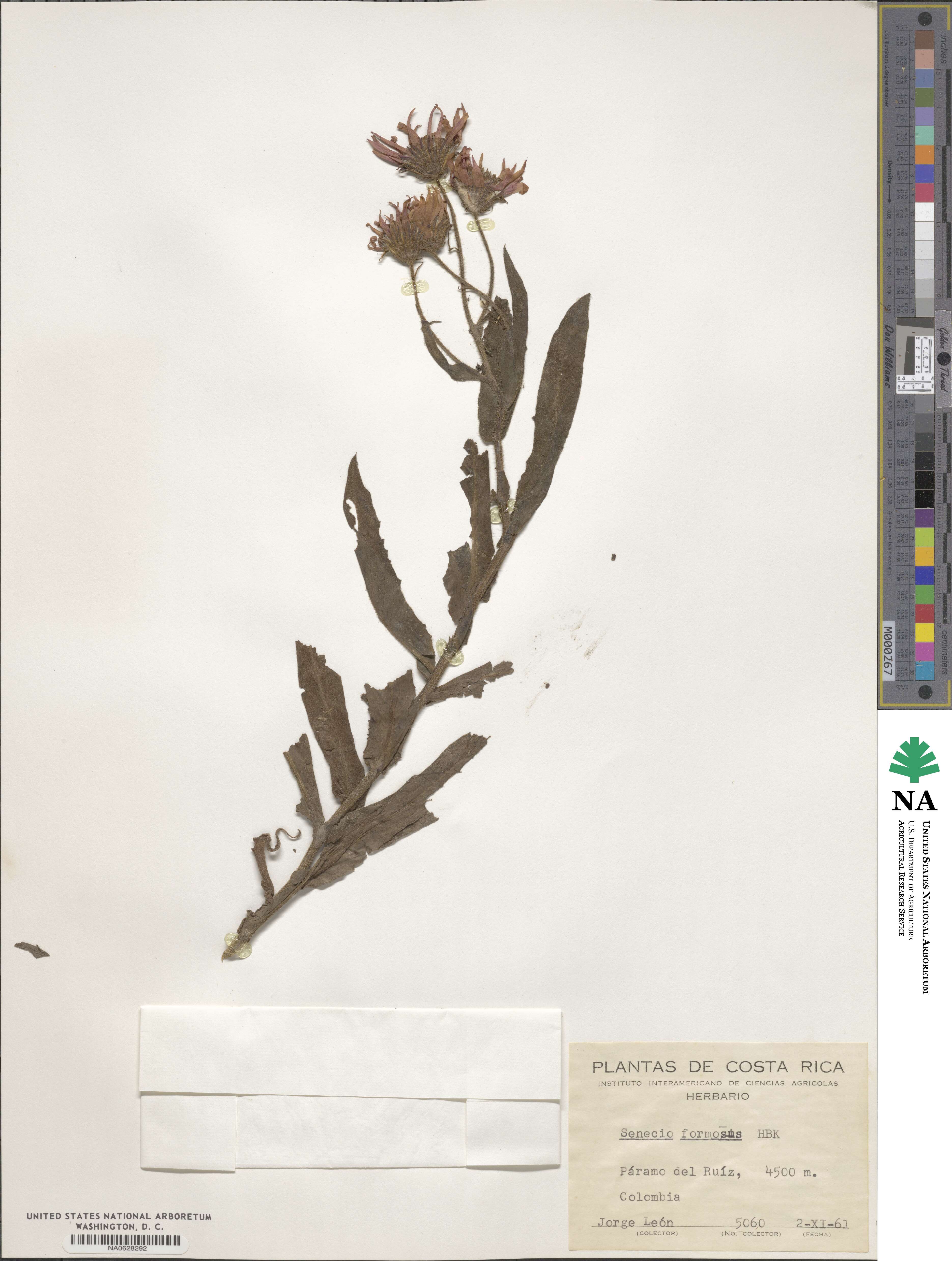 Senecio formosus image