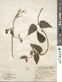 Pseudogynoxys haenkei image