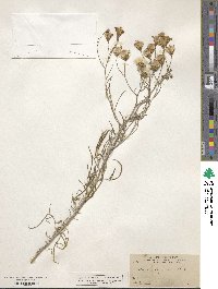 Senecio flaccidus image