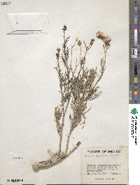 Senecio flaccidus image