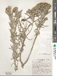 Senecio mairetianus image