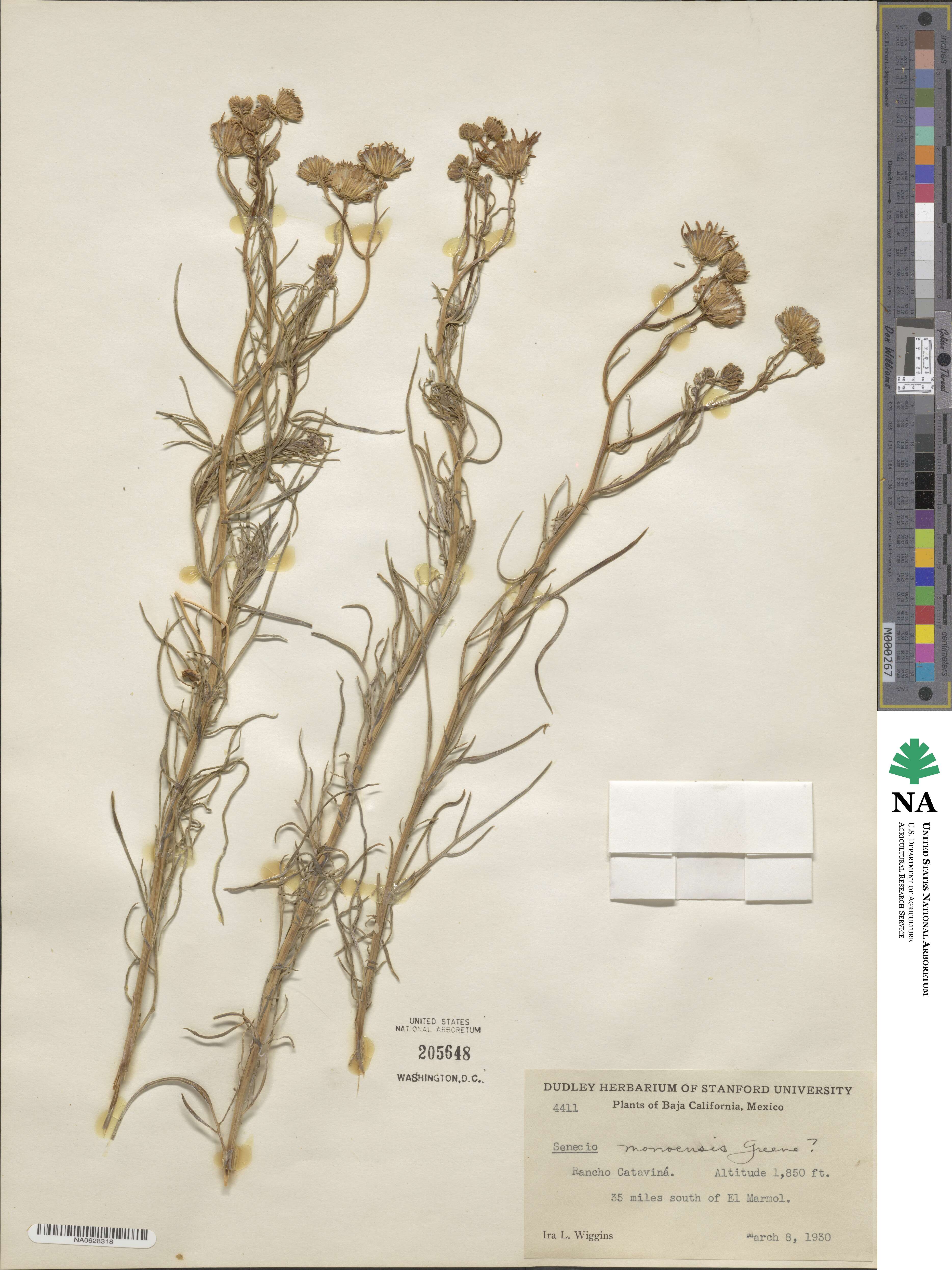 Senecio flaccidus var. monoensis image