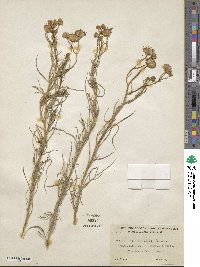 Senecio flaccidus var. monoensis image