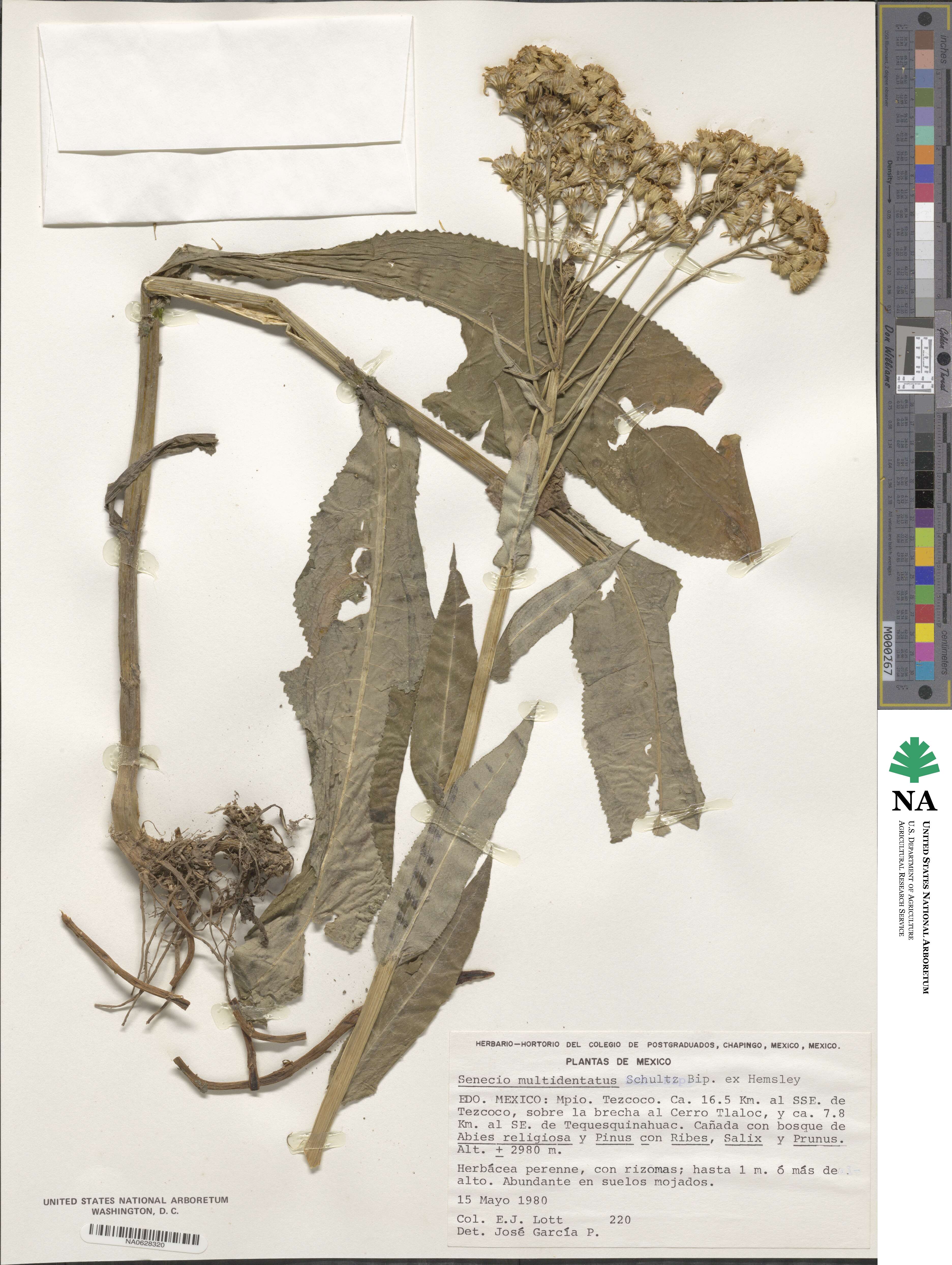 Senecio multidentatus image