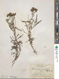 Senecio picridis image