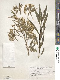 Barkleyanthus salicifolius image