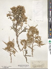 Barkleyanthus salicifolius image