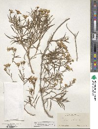 Barkleyanthus salicifolius image