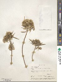 Barkleyanthus salicifolius image