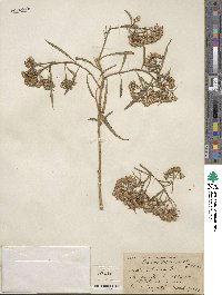 Barkleyanthus salicifolius image