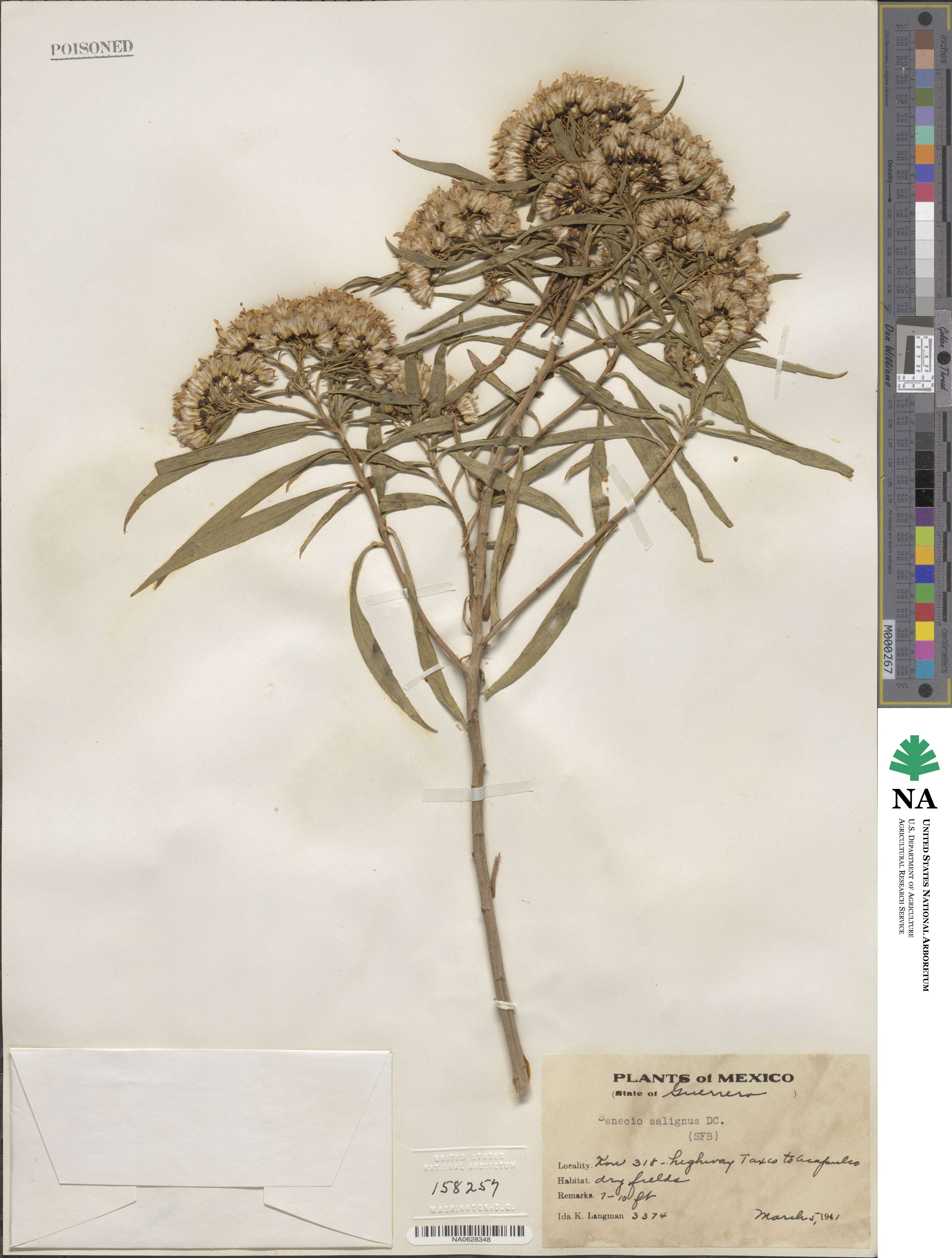 Barkleyanthus salicifolius image