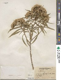 Barkleyanthus salicifolius image