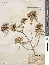 Barkleyanthus salicifolius image