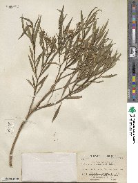 Barkleyanthus salicifolius image