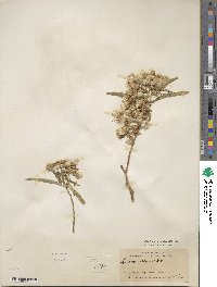 Barkleyanthus salicifolius image