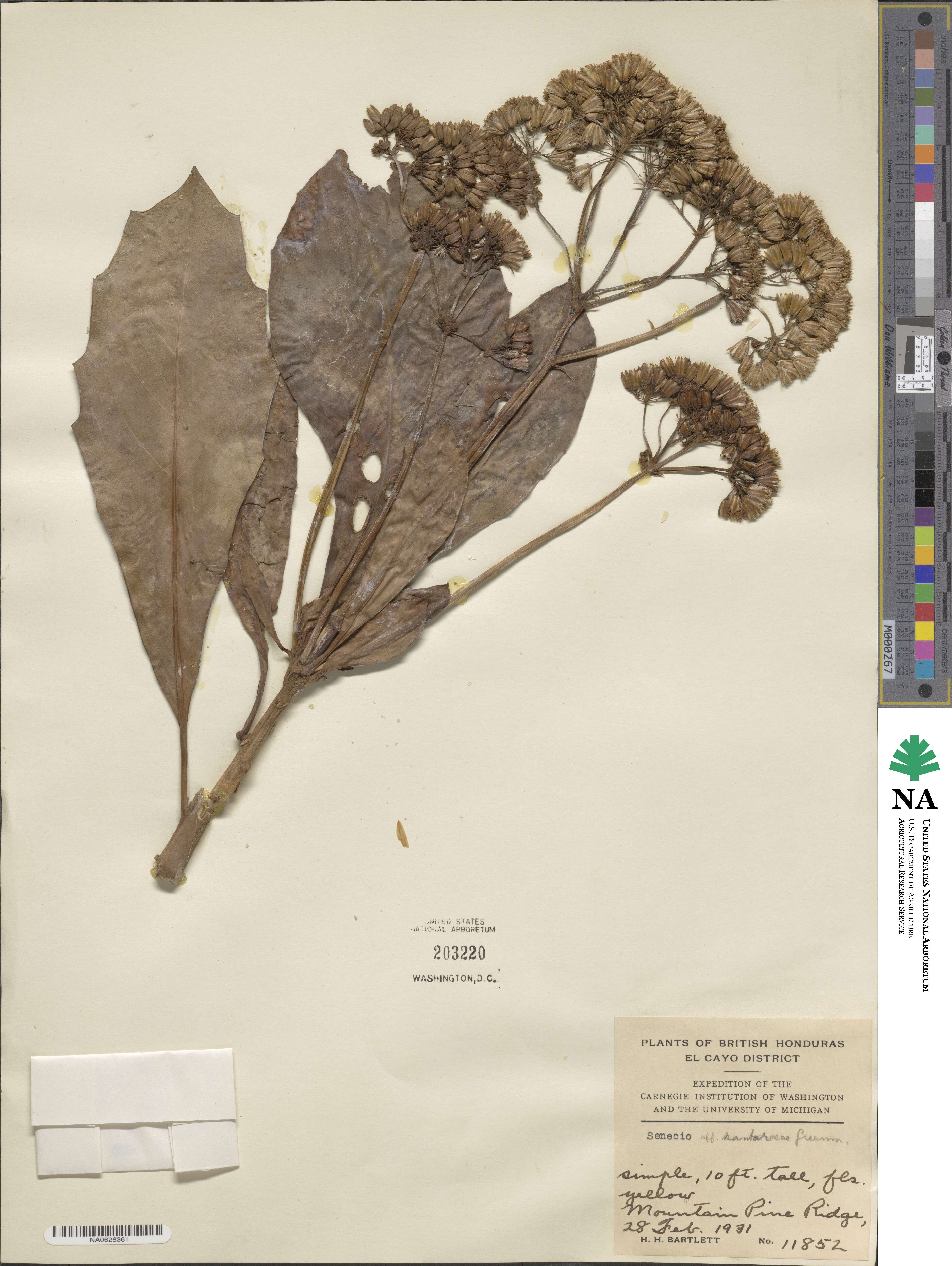 Roldana schaffneri image