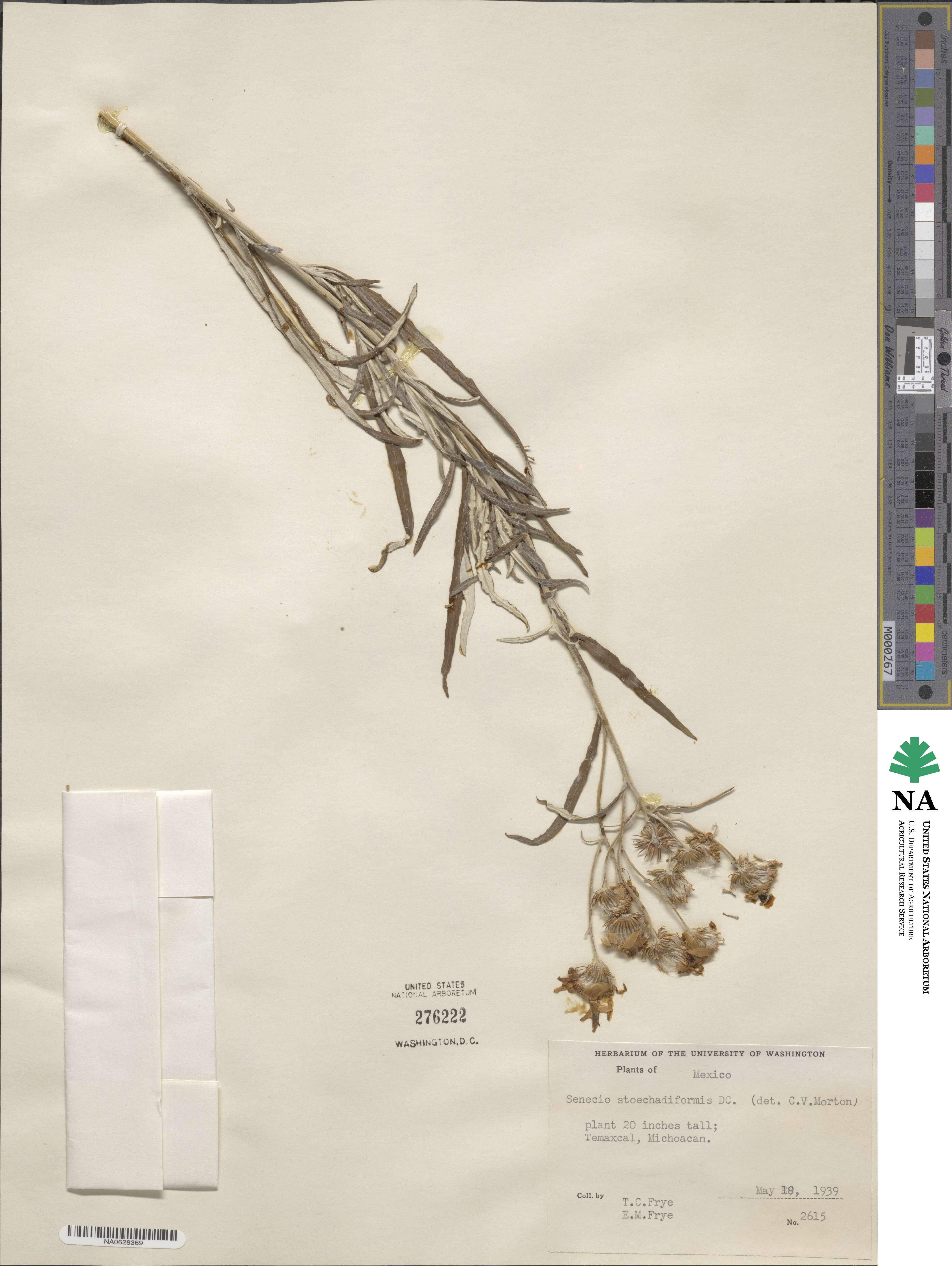 Senecio stoechadiformis image