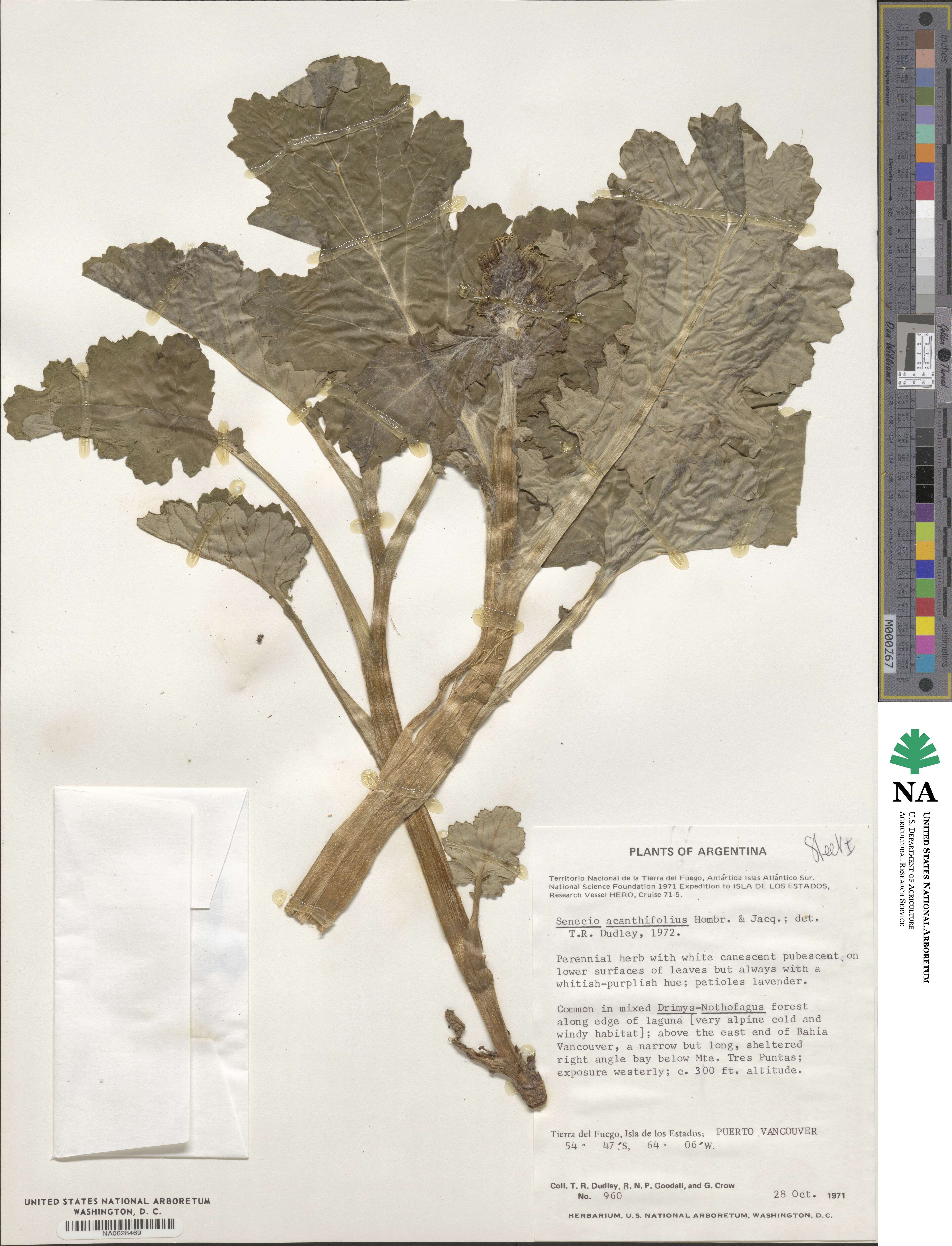 Senecio acanthifolius image
