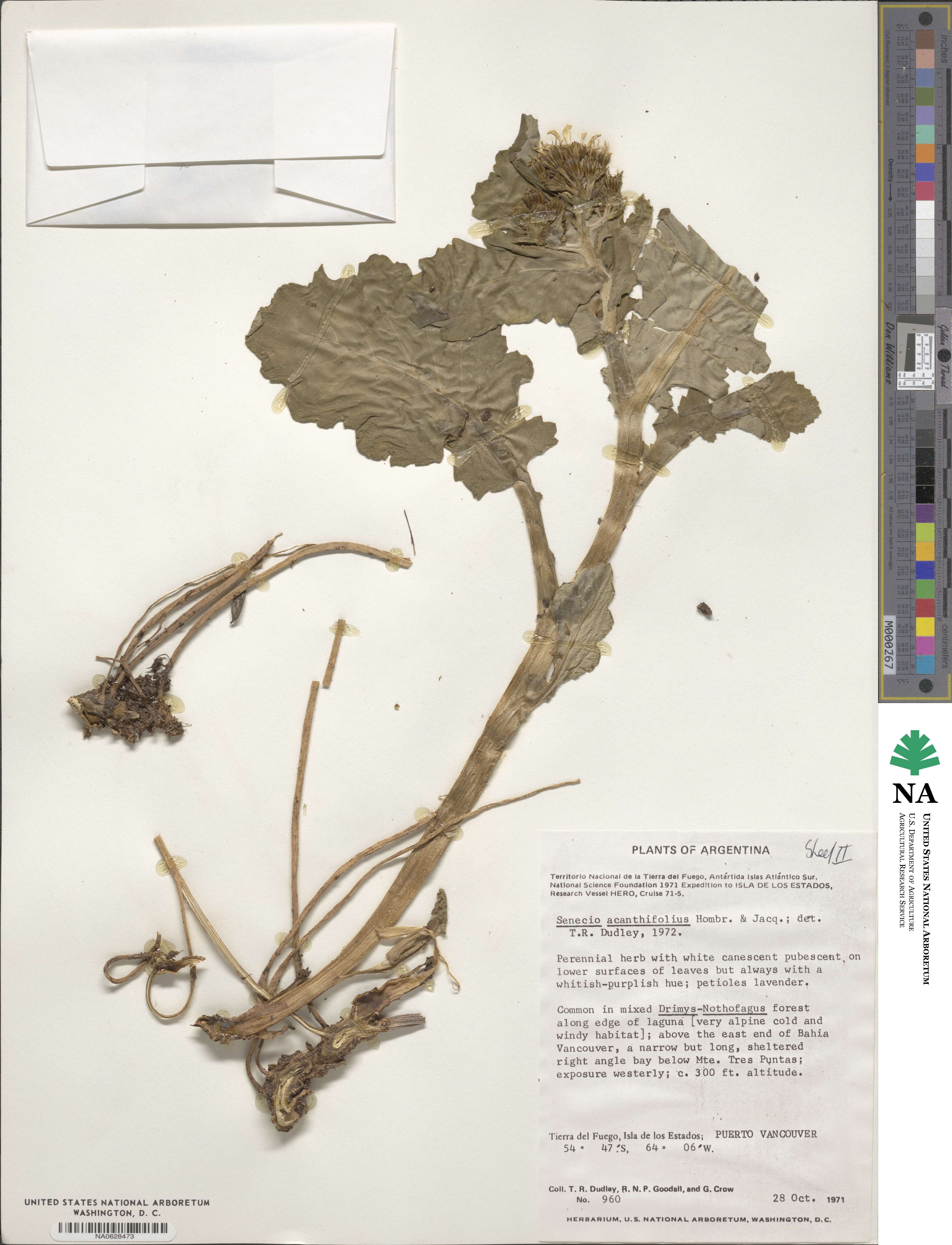 Senecio acanthifolius image