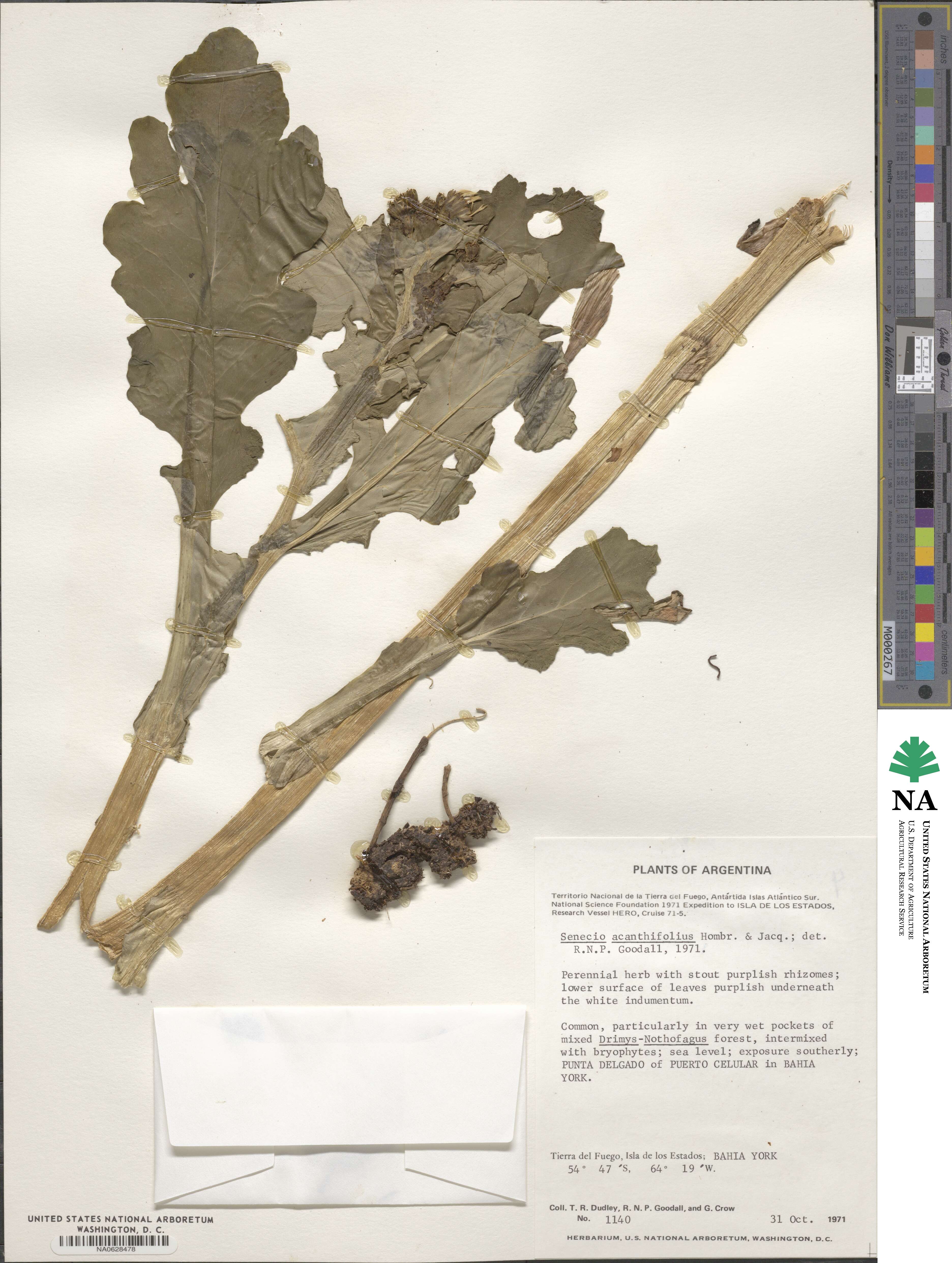 Senecio acanthifolius image