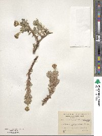 Senecio alloeophyllus image