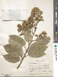 Dendrophorbium americanum image