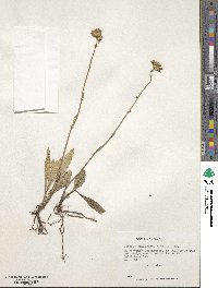 Senecio arnicoides image