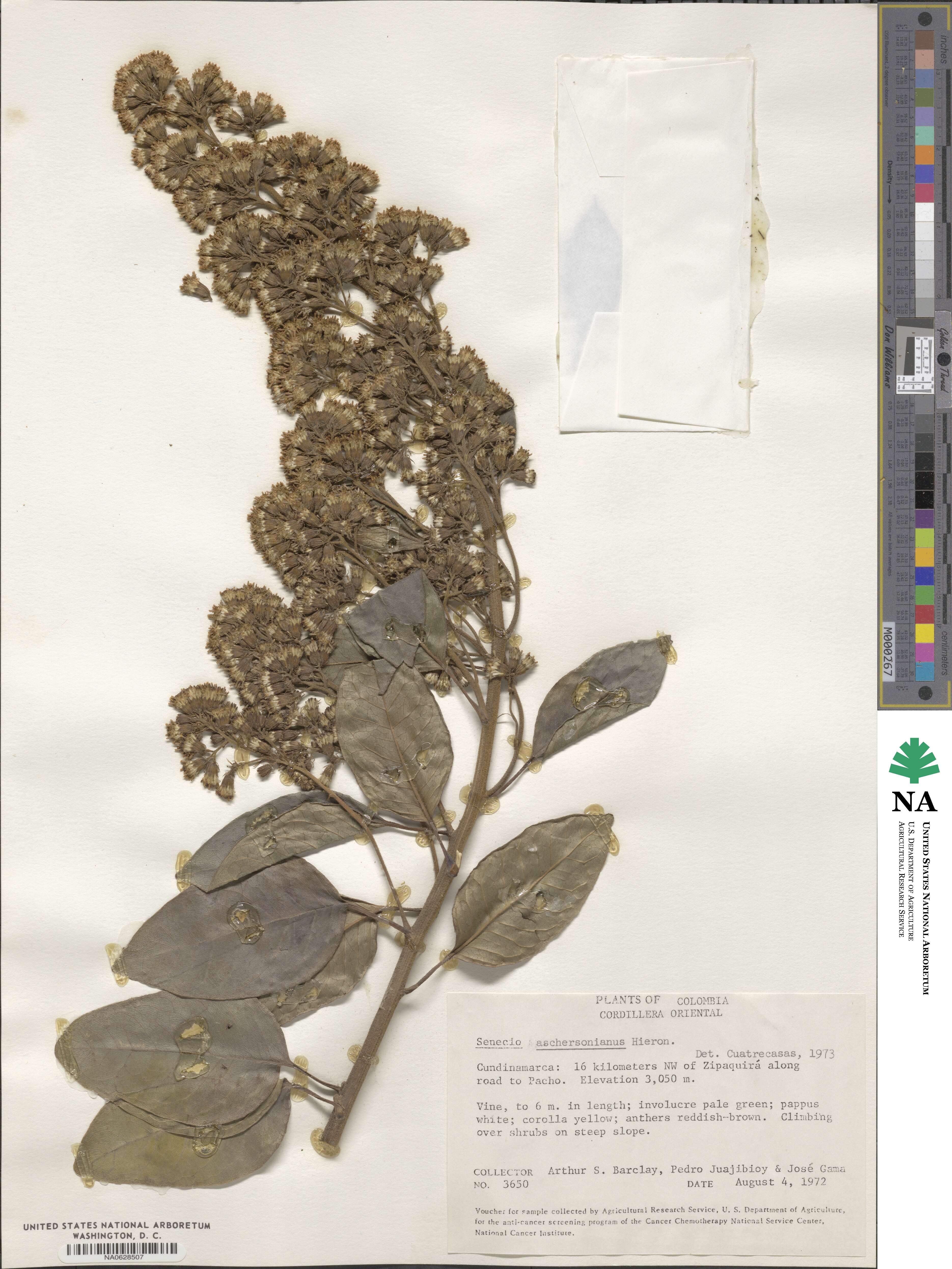 Senecio aschersonianus image