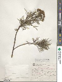 Senecio brasiliensis image