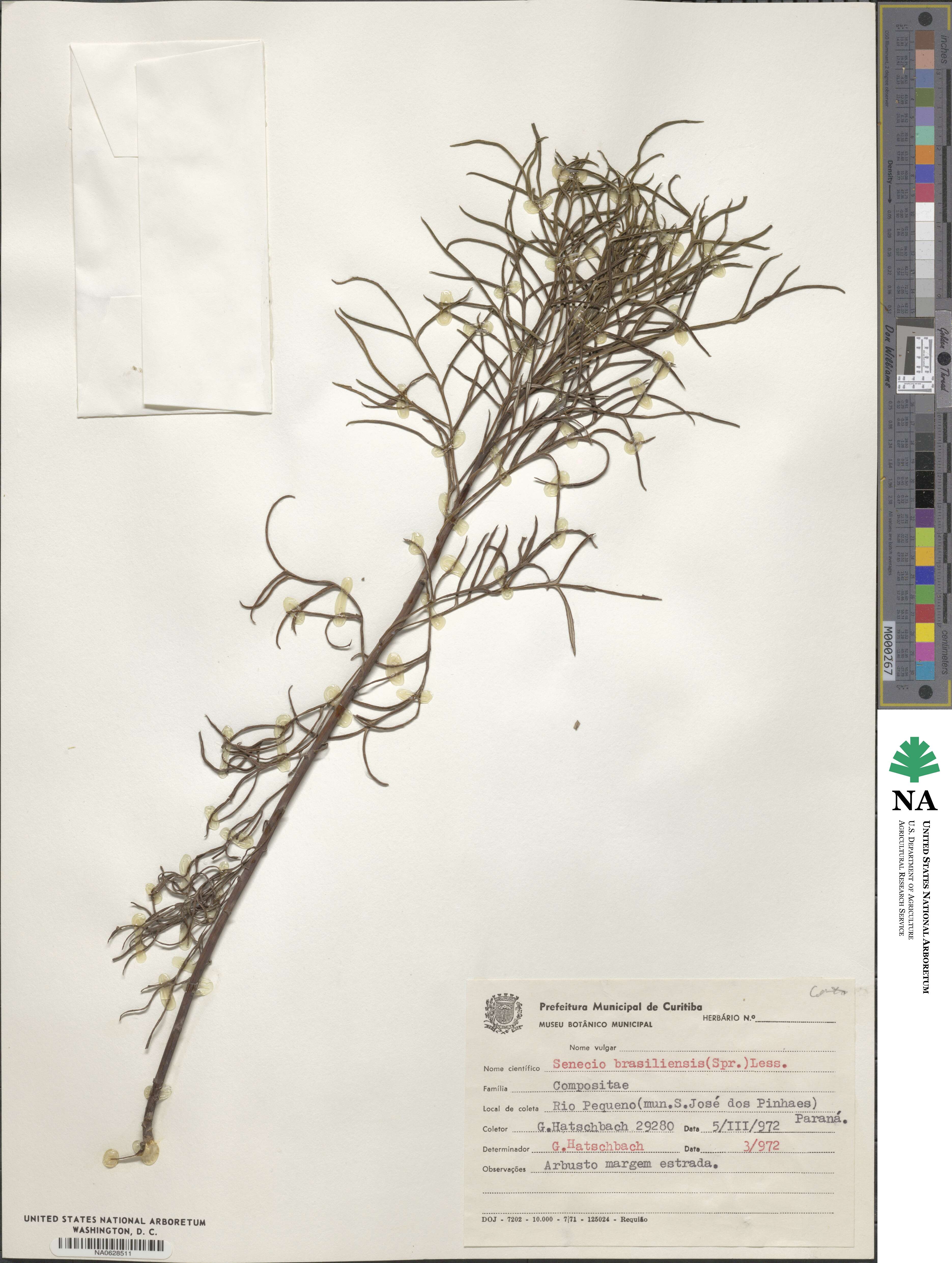 Senecio brasiliensis image